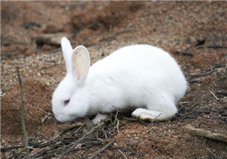 兔肉和羊肉能一起吃嗎？兔肉和羊肉相克嗎？