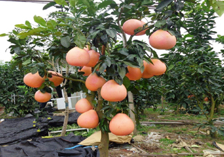 三紅蜜柚幾年結果？種三紅蜜柚好還是紅肉蜜柚好？