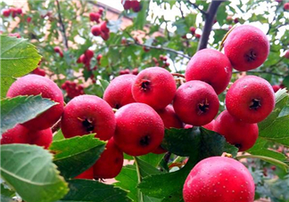 山楂和決明子泡茶喝的功效是什么？