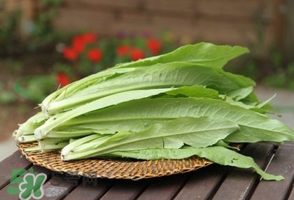 萵苣葉能吃嗎？萵苣葉和油麥菜有什么區(qū)別