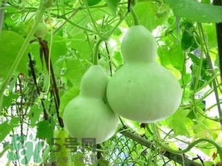 醋泡洋蔥能降血壓嗎？哪些食物可以降血壓？