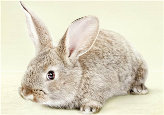 兔肉和雞肉能一起吃嗎？兔肉和土豆能一起吃嗎？