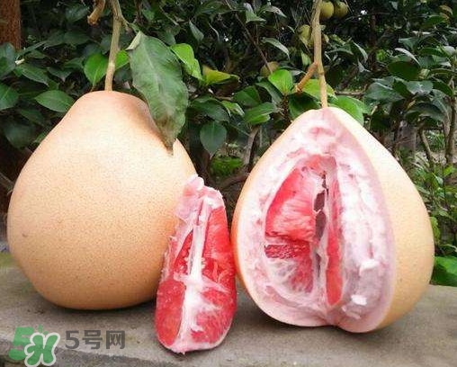 三紅蜜柚多少錢一斤2017？三紅蜜柚好吃嗎