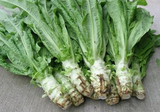 孕婦能吃涼拌萵苣葉嗎？萵苣葉煮水可以治蕁麻疹嗎