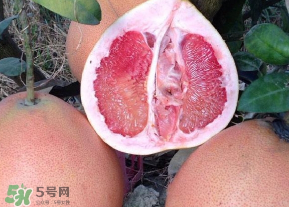 三紅蜜柚口味怎么樣？三紅蜜柚苗多少錢一棵