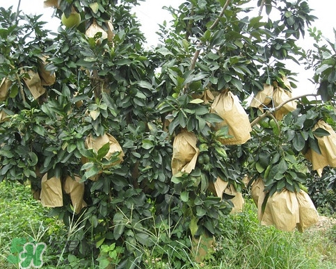 三紅蜜柚怎么儲(chǔ)藏保鮮？三紅蜜柚苗哪里可以買(mǎi)到