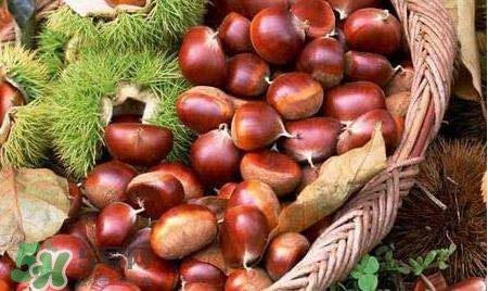 板栗酒能治療腎陽虛嗎？板栗泡酒真的能壯陽嗎？