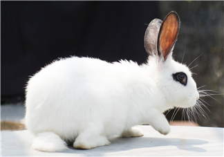 兔肉和芹菜能同吃嗎？兔肉和蝦能一起吃嗎？