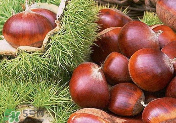 板栗酒能治療腎陽虛嗎？板栗泡酒真的能壯陽嗎？