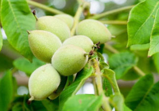 山核桃多少錢一斤2017？野生核桃多少錢一斤？