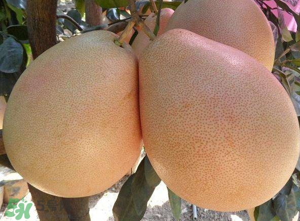 三紅蜜柚幾年結果？種三紅蜜柚好還是紅肉蜜柚好？