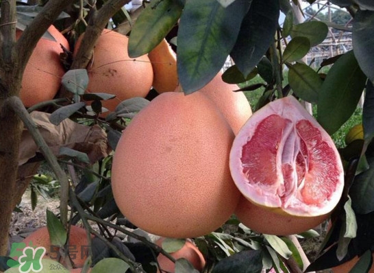 三紅蜜柚是轉(zhuǎn)基因的嗎？三紅蜜柚種植前景如何