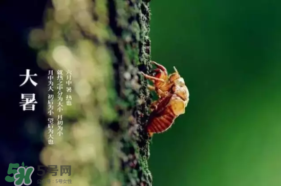 三伏天怎樣飲食？三伏天不宜做哪些事？