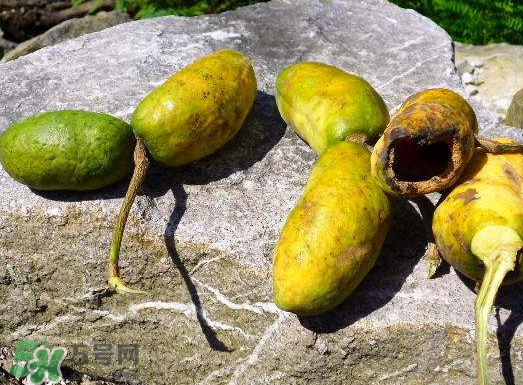 牛卵坨為什么沒人種植 牛卵坨種植 牛卵坨為什么沒人種植 牛卵坨種植