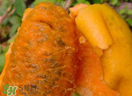 牛卵坨什么時(shí)候成熟 牛卵坨多少錢一斤 牛卵坨什么時(shí)候成熟 牛卵坨多少錢一斤