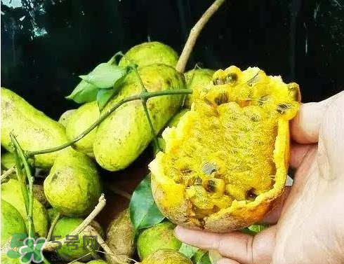 牛卵坨什么時(shí)候成熟 牛卵坨多少錢一斤 牛卵坨什么時(shí)候成熟 牛卵坨多少錢一斤