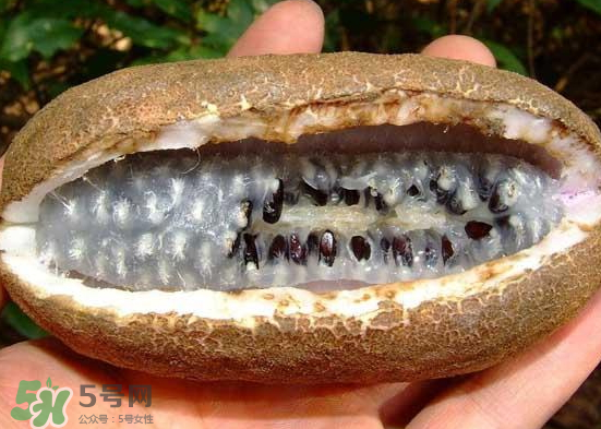 八月炸果很惡心 八月炸的學(xué)名 八月炸果很惡心 八月炸的學(xué)名