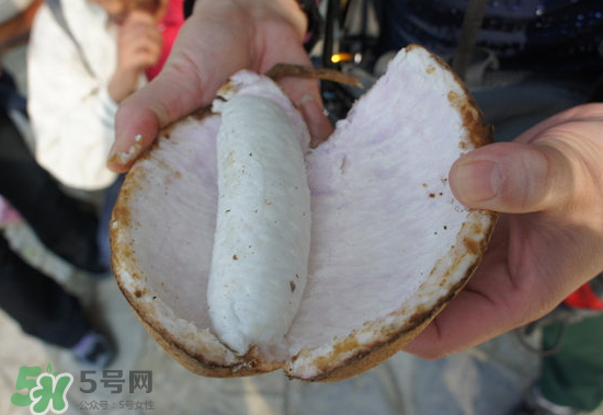 八月炸果很惡心 八月炸的學(xué)名 八月炸果很惡心 八月炸的學(xué)名