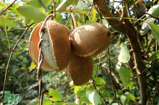 八月炸果很惡心 八月炸的學(xué)名 八月炸果很惡心 八月炸的學(xué)名