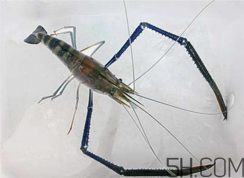 河蝦為什么不好養(yǎng)活？河蝦怎么養(yǎng)？