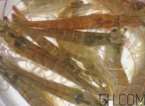 河蝦為什么不好養(yǎng)活？河蝦怎么養(yǎng)？