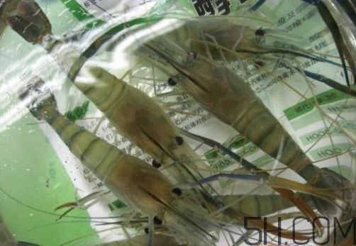 河蝦為什么不好養(yǎng)活？河蝦怎么養(yǎng)？