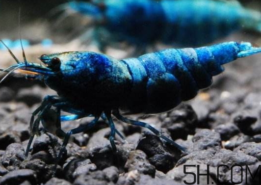 蝦為什么是藍(lán)色的蝦？蝦藍(lán)色可以吃嗎？