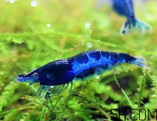 蝦為什么是藍(lán)色的蝦？蝦藍(lán)色可以吃嗎？