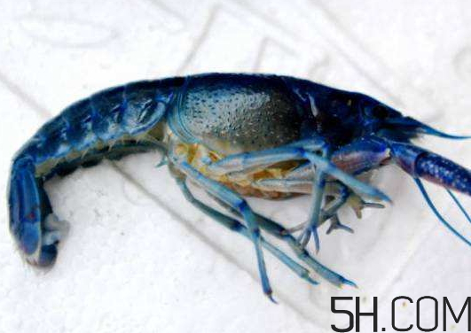 蝦為什么是藍(lán)色的蝦？蝦藍(lán)色可以吃嗎？