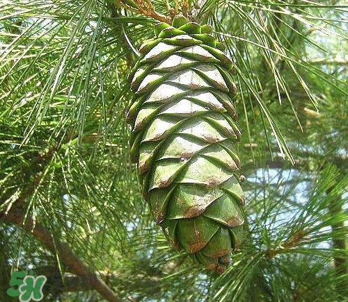 松籽是什么樹結(jié)的？松子還是松籽？