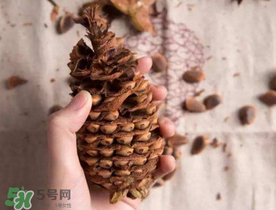 松籽有什么營養(yǎng)價值？松籽仁的功效與作用