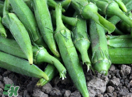 羊角豆不能和什么一起吃_羊角豆和什么食物相克 羊角豆不能和什么一起吃_羊角豆和什么食物相克