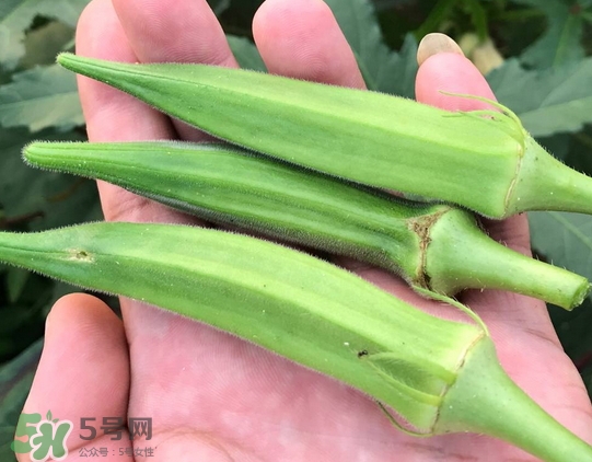 羊角豆不能和什么一起吃_羊角豆和什么食物相克 羊角豆不能和什么一起吃_羊角豆和什么食物相克