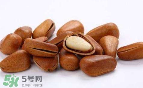 松子靠什么傳播種子的？松子是什么樹的果實(shí)