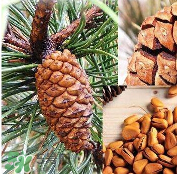 松籽是什么樹結(jié)的？松子還是松籽？