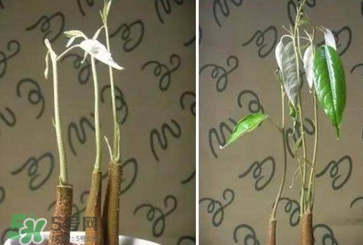 榴蓮籽能種嗎？榴蓮籽怎么種小盆栽？