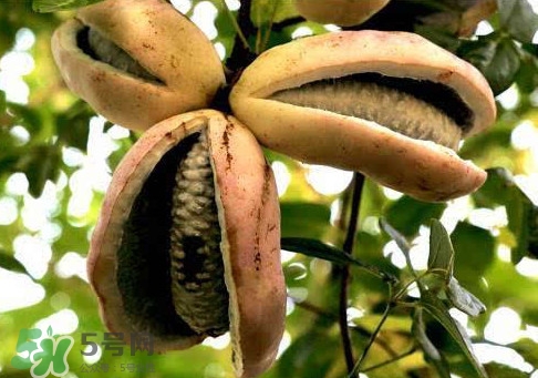 八月炸適合哪里種植？八月炸作用和功效是什么