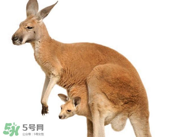 袋鼠是老鼠嗎？袋鼠肉好吃嗎