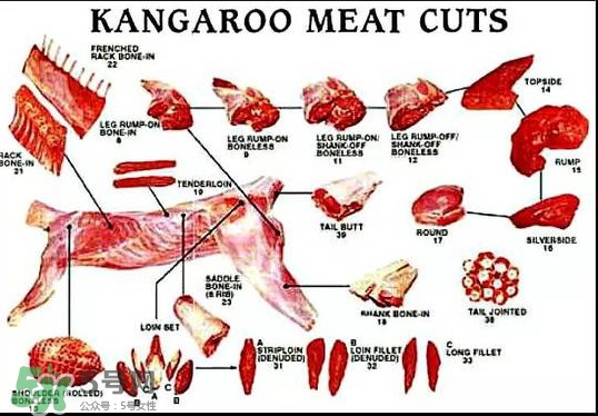 袋鼠是老鼠嗎？袋鼠肉好吃嗎