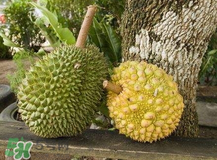 榴蓮吃不完怎么保存？榴蓮吃不完可以放冰箱嗎