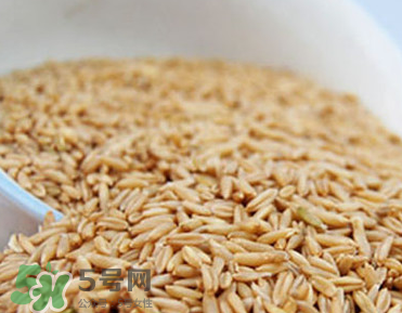 燕麥容易過敏嗎？燕麥容易過敏嗎？