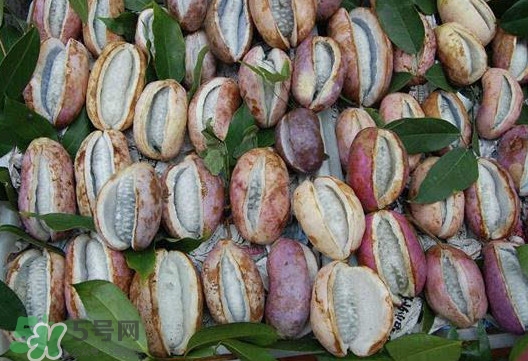 八月炸哪里有？八月炸可以人工種植嗎