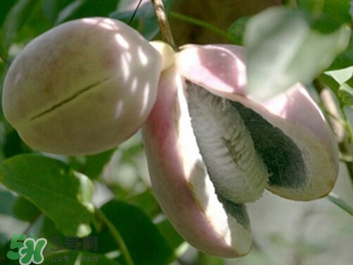 八月炸果為什么種的人少？八月炸可以放多久