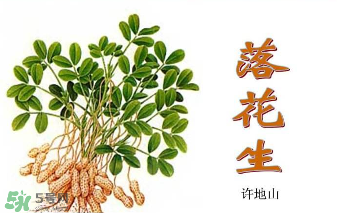 落花生是什么？關(guān)于花生的分解