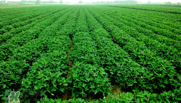 花生有哪些種類型？花生怎么栽培管理？