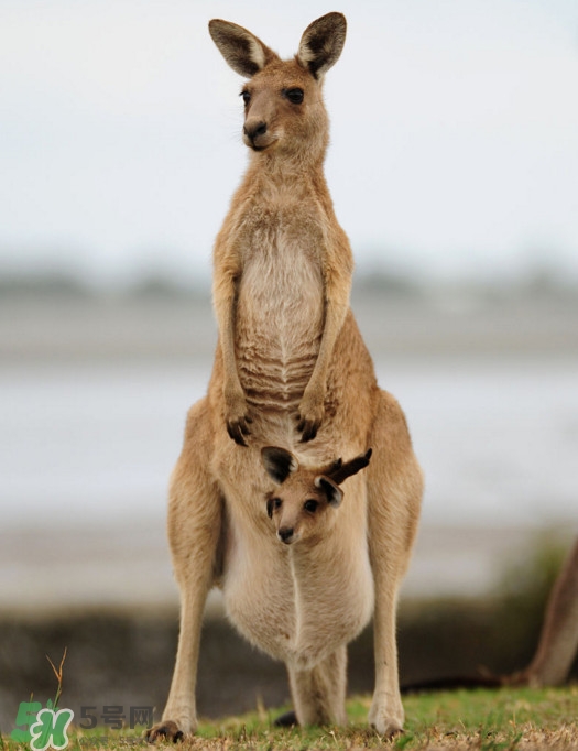 袋鼠是老鼠嗎？袋鼠肉好吃嗎