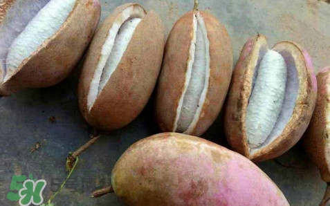 八月炸和八月扎有區(qū)別嗎？八月炸能泡酒嗎