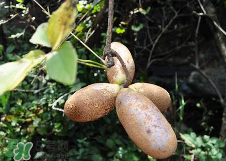 預(yù)知子是什么？預(yù)知子中藥能治什么病