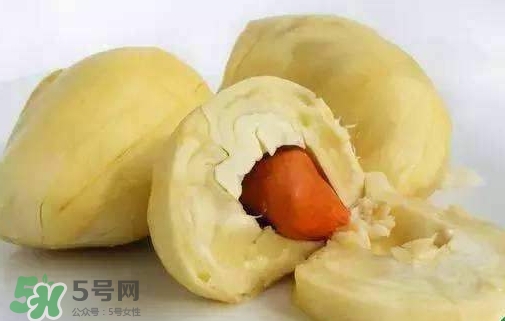 榴蓮籽能種嗎？榴蓮籽怎么種小盆栽？