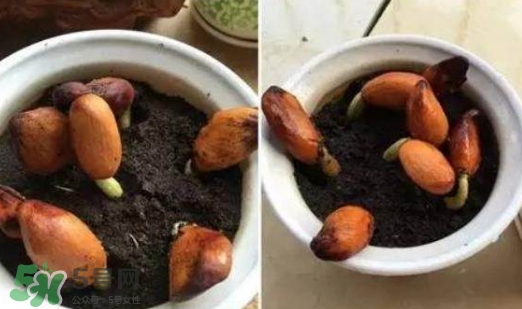 榴蓮籽能種嗎？榴蓮籽怎么種小盆栽？